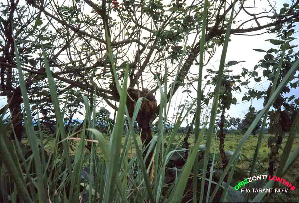 bradipo